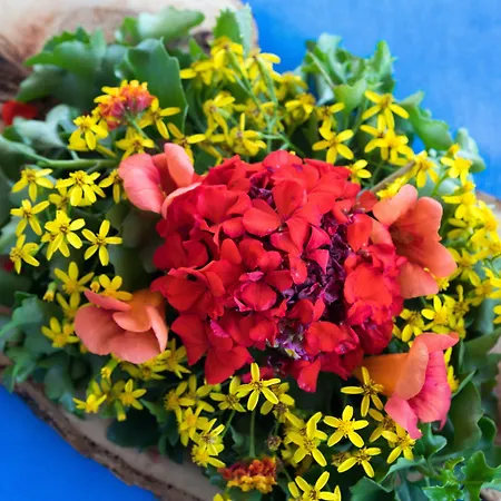 Pitos غوموشْلوك